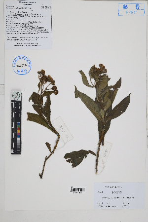  (Verbesina - Peru170191)  @11 [ ] CreativeCommons  Attribution Non-Commercial Share-Alike  Unspecified Herbarium of South China Botanical Garden