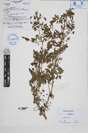 (Calceolariaceae - Peru170192)  @11 [ ] CreativeCommons  Attribution Non-Commercial Share-Alike  Unspecified Herbarium of South China Botanical Garden