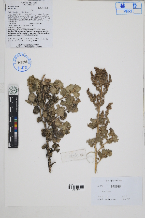  ( - Peru170195)  @11 [ ] CreativeCommons  Attribution Non-Commercial Share-Alike  Unspecified Herbarium of South China Botanical Garden