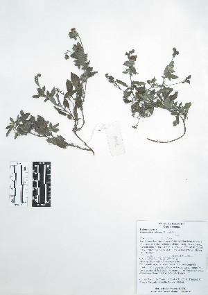  (Boraginaceae - Peru170208)  @11 [ ] CreativeCommons  Attribution Non-Commercial Share-Alike  Unspecified Universidad Nacional Mayor de San Marcos, Museo de Historia Natural