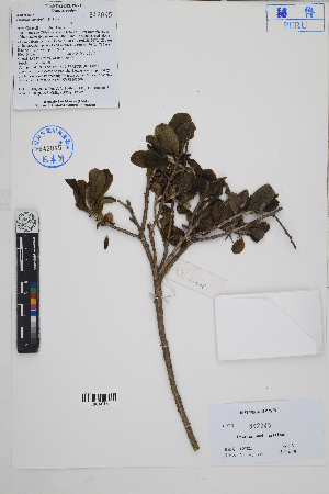  (Proustia cuneifolia - Peru170222)  @11 [ ] CreativeCommons  Attribution Non-Commercial Share-Alike  Unspecified Herbarium of South China Botanical Garden