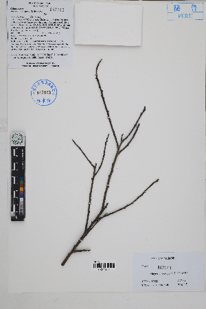  (Maytenus octogona - Peru170224)  @11 [ ] CreativeCommons  Attribution Non-Commercial Share-Alike  Unspecified Herbarium of South China Botanical Garden