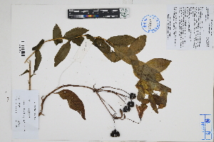  (Bomarea latifolia - Peru170225)  @11 [ ] CreativeCommons  Attribution Non-Commercial Share-Alike  Unspecified Herbarium of South China Botanical Garden