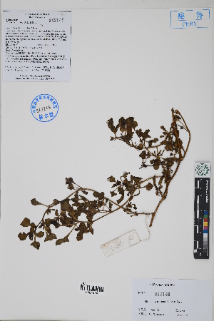  (Nolana coronata - Peru170243b)  @11 [ ] CreativeCommons  Attribution Non-Commercial Share-Alike  Unspecified Herbarium of South China Botanical Garden
