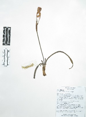  (Clinanthus incarus - Peru170244)  @11 [ ] CreativeCommons  Attribution Non-Commercial Share-Alike  Unspecified Universidad Nacional Mayor de San Marcos, Museo de Historia Natural