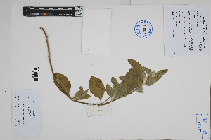  ( - Peru170261)  @11 [ ] CreativeCommons  Attribution Non-Commercial Share-Alike  Unspecified Herbarium of South China Botanical Garden