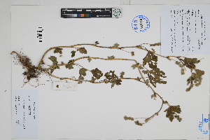  ( - Peru170266)  @11 [ ] CreativeCommons  Attribution Non-Commercial Share-Alike  Unspecified Herbarium of South China Botanical Garden