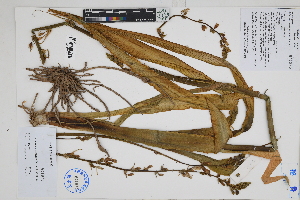  ( - Peru170268)  @11 [ ] CreativeCommons  Attribution Non-Commercial Share-Alike  Unspecified Herbarium of South China Botanical Garden