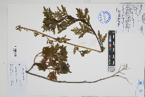  (Ambrosia peruviana - Peru170272)  @11 [ ] CreativeCommons  Attribution Non-Commercial Share-Alike  Unspecified Herbarium of South China Botanical Garden