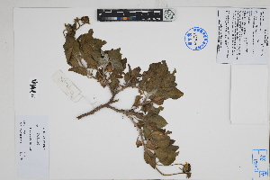  (Encelia canescens - Peru170292)  @11 [ ] CreativeCommons  Attribution Non-Commercial Share-Alike  Unspecified Herbarium of South China Botanical Garden