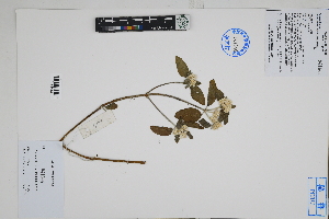  (Alternanthera mollendoana - Peru170300)  @11 [ ] CreativeCommons  Attribution Non-Commercial Share-Alike  Unspecified Herbarium of South China Botanical Garden