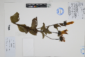  (Viguiera weberbaueri - Peru170303)  @11 [ ] CreativeCommons  Attribution Non-Commercial Share-Alike  Unspecified Herbarium of South China Botanical Garden