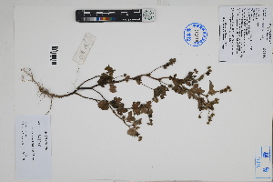  ( - Peru170307)  @11 [ ] CreativeCommons  Attribution Non-Commercial Share-Alike  Unspecified Herbarium of South China Botanical Garden