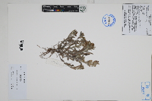  (Gamochaeta purpurea - Peru170320)  @11 [ ] CreativeCommons  Attribution Non-Commercial Share-Alike  Unspecified Herbarium of South China Botanical Garden