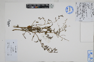  ( - Peru170328)  @11 [ ] CreativeCommons  Attribution Non-Commercial Share-Alike  Unspecified Herbarium of South China Botanical Garden