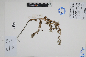  (Nolana volcanica - Peru170336)  @11 [ ] CreativeCommons  Attribution Non-Commercial Share-Alike  Unspecified Herbarium of South China Botanical Garden