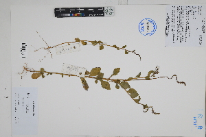  (Monnina - Peru170337)  @11 [ ] CreativeCommons  Attribution Non-Commercial Share-Alike  Unspecified Herbarium of South China Botanical Garden