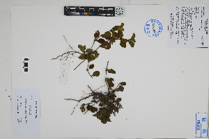 ( - Peru170341)  @11 [ ] CreativeCommons  Attribution Non-Commercial Share-Alike  Unspecified Herbarium of South China Botanical Garden