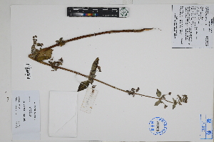  ( - Peru170345)  @11 [ ] CreativeCommons  Attribution Non-Commercial Share-Alike  Unspecified Herbarium of South China Botanical Garden