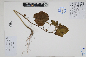  ( - Peru170354)  @11 [ ] CreativeCommons  Attribution Non-Commercial Share-Alike  Unspecified Herbarium of South China Botanical Garden