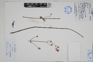  ( - Peru170356)  @11 [ ] CreativeCommons  Attribution Non-Commercial Share-Alike  Unspecified Herbarium of South China Botanical Garden