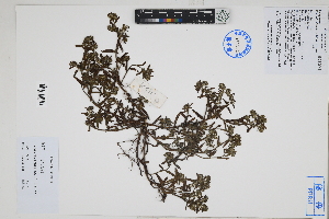  ( - Peru170359)  @11 [ ] CreativeCommons  Attribution Non-Commercial Share-Alike  Unspecified Herbarium of South China Botanical Garden
