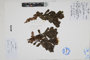  (Grindelia glutinosa - Peru170365)  @11 [ ] CreativeCommons  Attribution Non-Commercial Share-Alike  Unspecified Herbarium of South China Botanical Garden