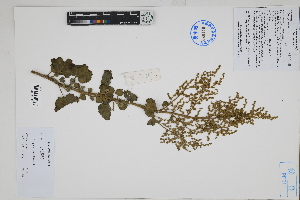  (Atriplex peruviana - Peru170367)  @11 [ ] CreativeCommons  Attribution Non-Commercial Share-Alike  Unspecified Herbarium of South China Botanical Garden