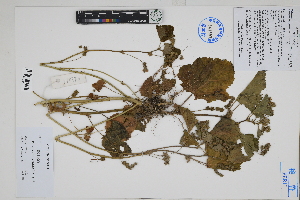  ( - Peru170370)  @11 [ ] CreativeCommons  Attribution Non-Commercial Share-Alike  Unspecified Herbarium of South China Botanical Garden