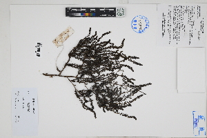  (Suaeda foliosa - Peru170371)  @11 [ ] CreativeCommons  Attribution Non-Commercial Share-Alike  Unspecified Herbarium of South China Botanical Garden