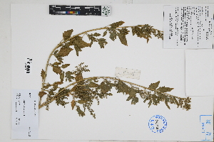  ( - Peru170376)  @11 [ ] CreativeCommons  Attribution Non-Commercial Share-Alike  Unspecified Herbarium of South China Botanical Garden
