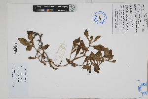  (Nolana plicata - Peru170387)  @11 [ ] CreativeCommons  Attribution Non-Commercial Share-Alike  Unspecified Herbarium of South China Botanical Garden