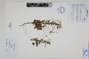  ( - Peru170388)  @11 [ ] CreativeCommons  Attribution Non-Commercial Share-Alike  Unspecified Herbarium of South China Botanical Garden