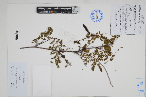  ( - Peru170406)  @11 [ ] CreativeCommons  Attribution Non-Commercial Share-Alike  Unspecified Herbarium of South China Botanical Garden