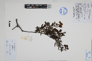  ( - Peru170412)  @11 [ ] CreativeCommons  Attribution Non-Commercial Share-Alike  Unspecified Herbarium of South China Botanical Garden