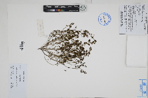  ( - Peru170421)  @11 [ ] CreativeCommons  Attribution Non-Commercial Share-Alike  Unspecified Herbarium of South China Botanical Garden