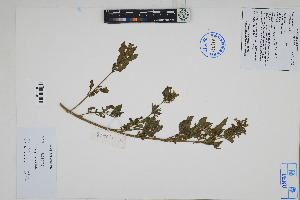  ( - Peru170428)  @11 [ ] CreativeCommons  Attribution Non-Commercial Share-Alike  Unspecified Herbarium of South China Botanical Garden