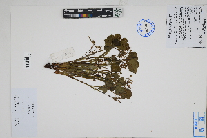  (Oxalis megalorrhiza - Peru170435)  @11 [ ] CreativeCommons  Attribution Non-Commercial Share-Alike  Unspecified Herbarium of South China Botanical Garden
