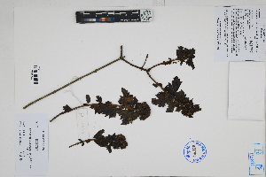  ( - Peru170440)  @11 [ ] CreativeCommons  Attribution Non-Commercial Share-Alike  Unspecified Herbarium of South China Botanical Garden