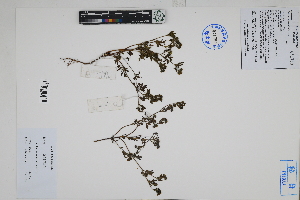  ( - Peru170441)  @11 [ ] CreativeCommons  Attribution Non-Commercial Share-Alike  Unspecified Herbarium of South China Botanical Garden
