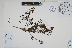  ( - Peru170460)  @11 [ ] CreativeCommons  Attribution Non-Commercial Share-Alike  Unspecified Herbarium of South China Botanical Garden