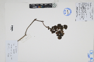  (Ophryosporus - Peru170464)  @11 [ ] CreativeCommons  Attribution Non-Commercial Share-Alike  Unspecified Herbarium of South China Botanical Garden