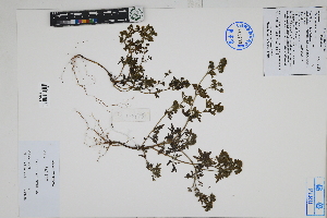  ( - Peru170478)  @11 [ ] CreativeCommons  Attribution Non-Commercial Share-Alike  Unspecified Herbarium of South China Botanical Garden