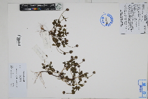  (Acmella - Peru170479)  @11 [ ] CreativeCommons  Attribution Non-Commercial Share-Alike  Unspecified Herbarium of South China Botanical Garden