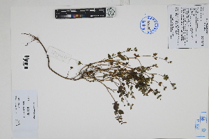  (Salvia - Peru170486)  @11 [ ] CreativeCommons  Attribution Non-Commercial Share-Alike  Unspecified Herbarium of South China Botanical Garden