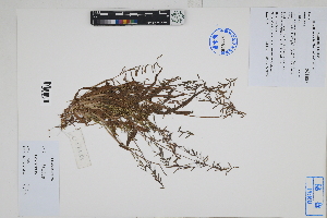  (Paspalidium sp - Peru170488)  @11 [ ] CreativeCommons  Attribution Non-Commercial Share-Alike  Unspecified Herbarium of South China Botanical Garden