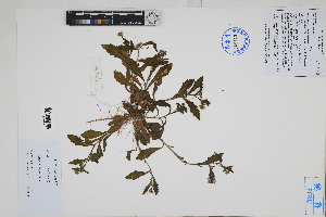  (Erigeron leptorhizon - Peru170495)  @11 [ ] CreativeCommons  Attribution Non-Commercial Share-Alike  Unspecified Herbarium of South China Botanical Garden