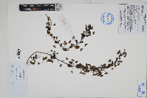  ( - Peru170496)  @11 [ ] CreativeCommons  Attribution Non-Commercial Share-Alike  Unspecified Herbarium of South China Botanical Garden