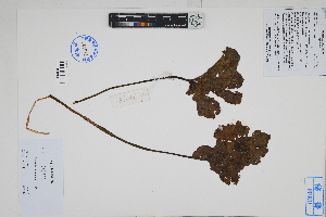  (Begonia octopetala - Peru170498)  @11 [ ] CreativeCommons  Attribution Non-Commercial Share-Alike  Unspecified Herbarium of South China Botanical Garden