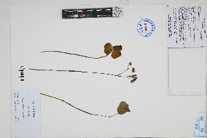  ( - Peru170499)  @11 [ ] CreativeCommons  Attribution Non-Commercial Share-Alike  Unspecified Herbarium of South China Botanical Garden